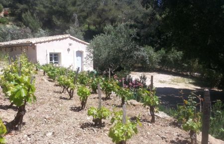 Entre les vignes les pins et les oliviers. Gîte n°G2809 La Cadière-d'Azur - Var - Entre les vignes les pins et les oliviers.